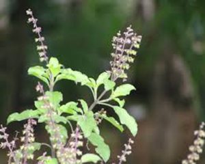 Read more about the article Do not place Tulsi plant in this direction at home